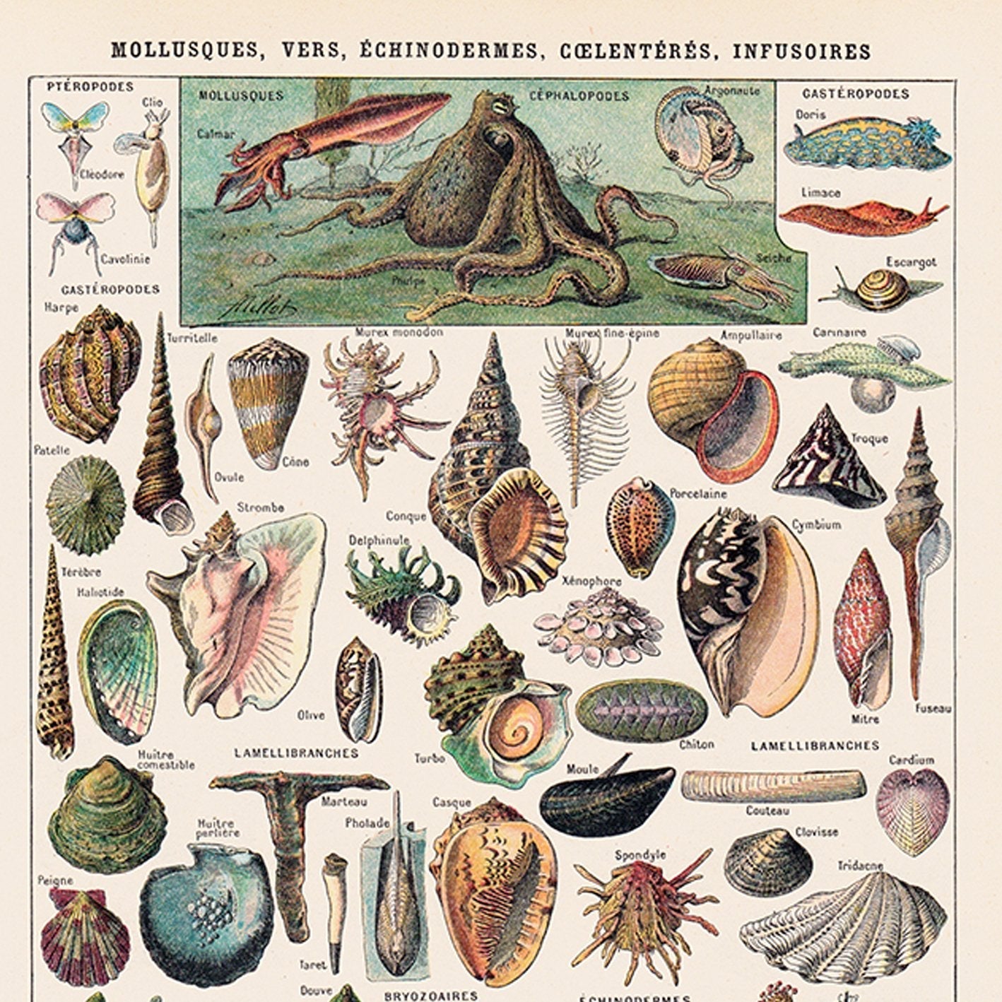 Mollusques Vintage Poster