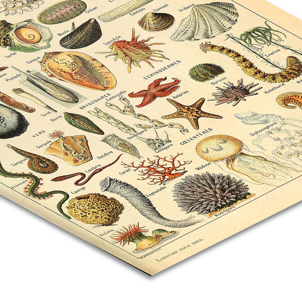 Mollusques Vintage Poster