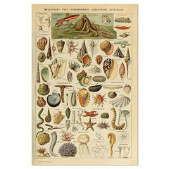 Mollusques Vintage Poster